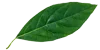 leaf-100x50-1