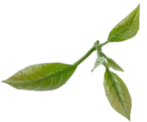 leaf2-210x175-1