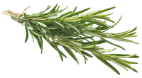 rosemary-200x110-1